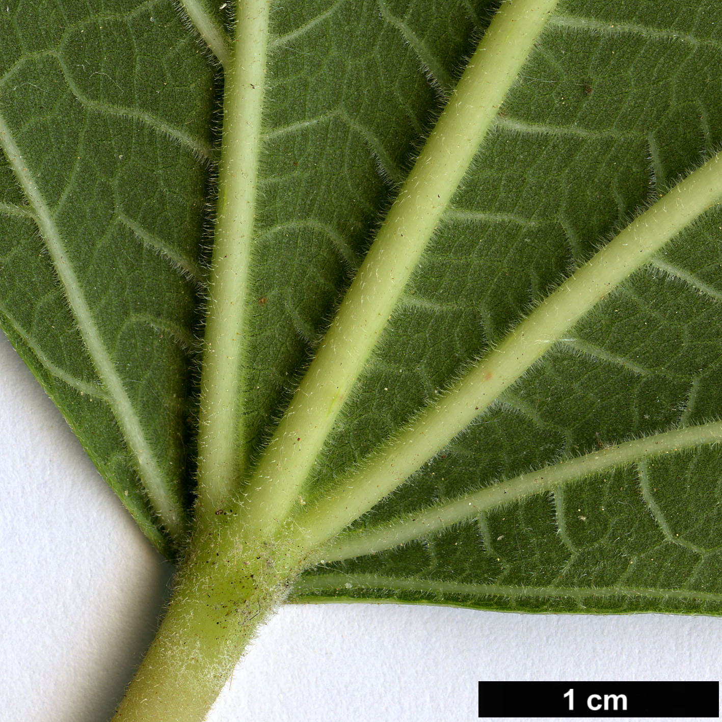 High resolution image: Family: Moraceae - Genus: Ficus - Taxon: pseudocarica